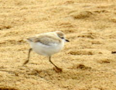Charadrius marginatus arenaceus