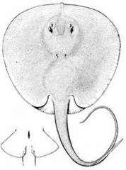 Chupare Stingray photo 5