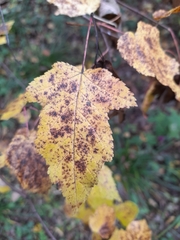 Acer tataricum
