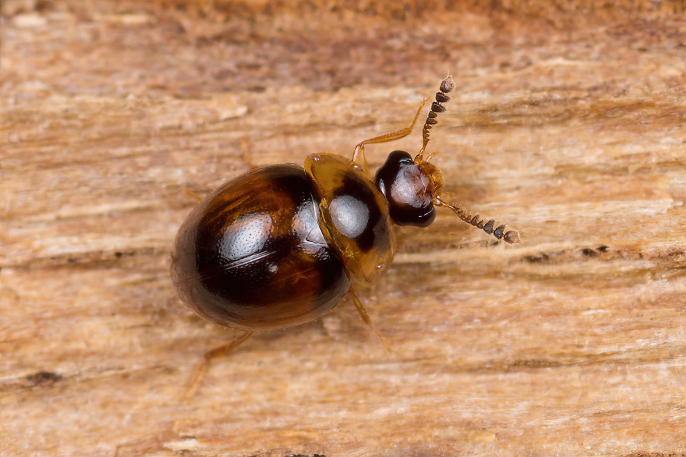 Liodopria serricornis