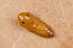 Quedius xanthopus