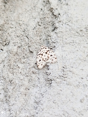 Clemensia leopardina