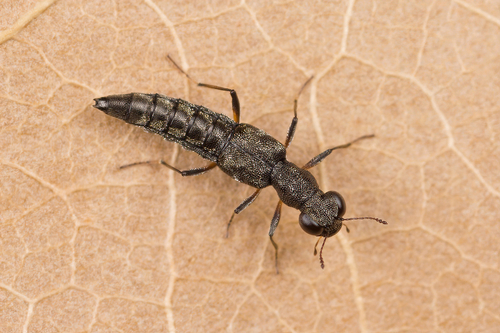 Stenus fossulatus