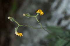 Hieracium maculatum