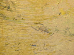 Macrobrachium asperulum