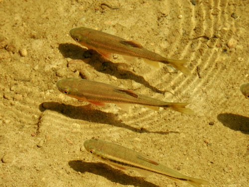 Candidia barbata (Regan, 1908)