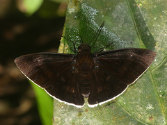 Aethilla eleusinia