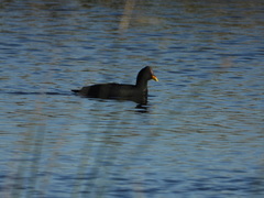 Fulica rufifrons