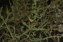 Adenocarpus telonensis