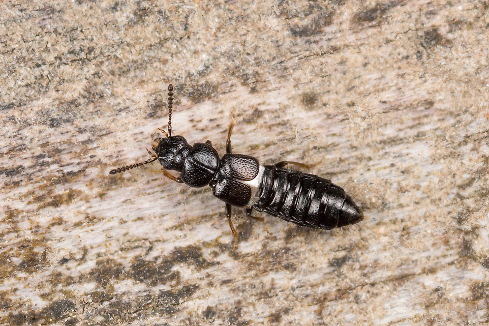 Platystethus arenarius