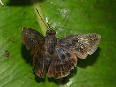 Eracon pebana