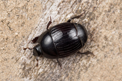 Atholus duodecimstriatus