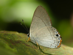 Euselasia baucis