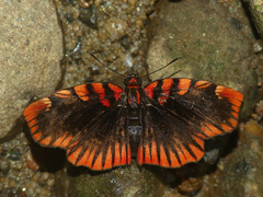 Haemactis sanguinalis
