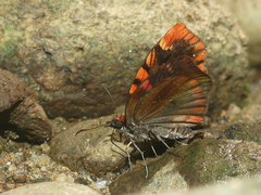 Haemactis sanguinalis