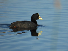 Fulica armillata