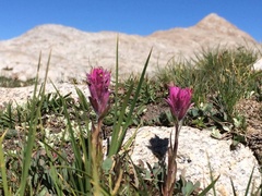 Castilleja lemmonii