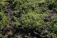 Oxalis compressa compressa