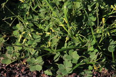 Oxalis compressa compressa