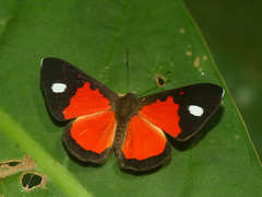 Mesene leucophrys