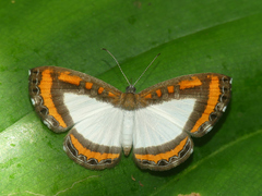 Nymphidium caricae