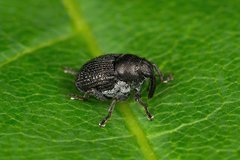 Zacladus geranii