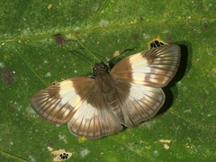 Potamanaxas effusa