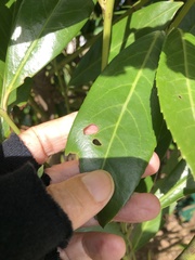 Wilsonomyces carpophilus