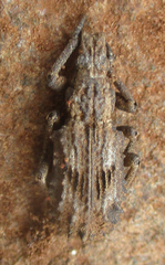 Microcerus