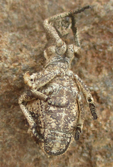 Microcerus