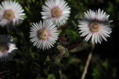 Drosanthemum hispifolium