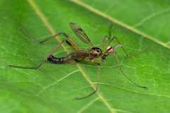 Dictenidia bimaculata