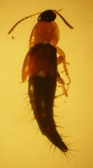 Tachyporus dispar