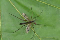 Dictenidia bimaculata