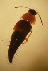 Tachyporus dispar