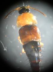 Tachyporus dispar