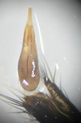 Tachyporus dispar