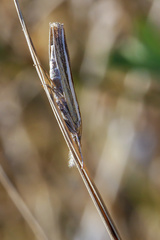 Agriphila tristella