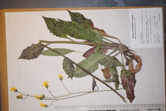 Hieracium maculatum