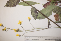 Hieracium maculatum