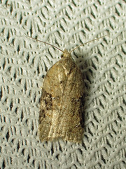 Acleris semiannula