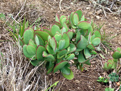 Cotyledon velutina