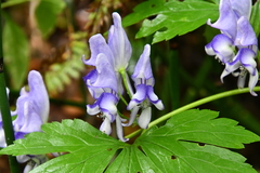 Aconitum axilliflorum