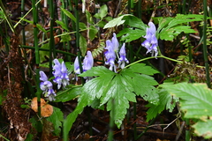Aconitum axilliflorum