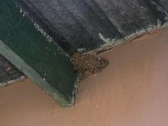 Ptyonoprogne fuligula