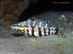 Harlequin Bass photo 3