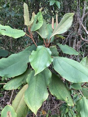 Miconia serrulata