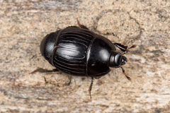 Atholus duodecimstriatus