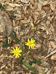 Chrysopsis gossypina