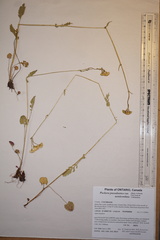 Packera pseudaurea semicordata
